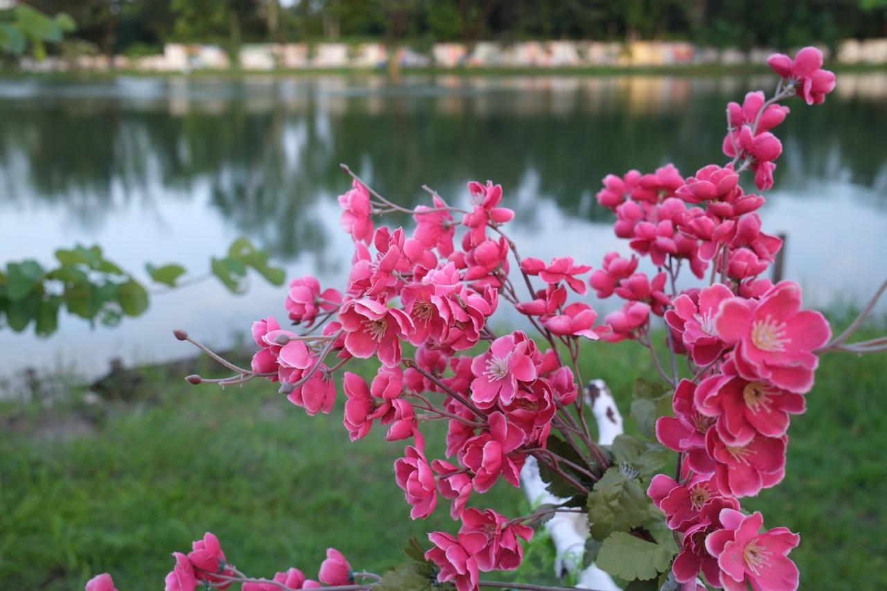 The camera's Provia rendering of pink flowers by a lake